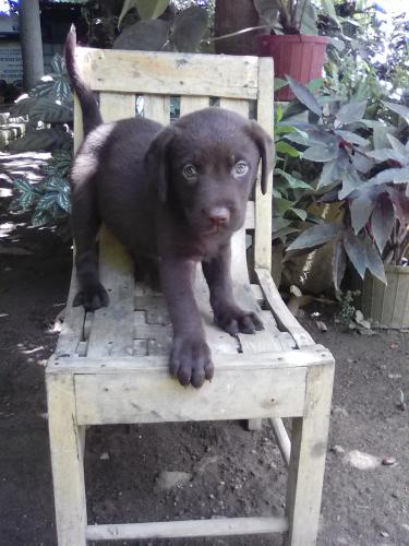 Cachorra Labrador retriever de 2 meses Color  - Imagen 2