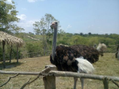 disponible en guatemala pareja de avestruz do - Imagen 1
