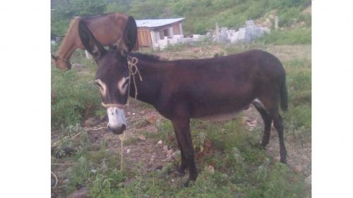 disponible burro macho de dos aÑos en guatem - Imagen 1