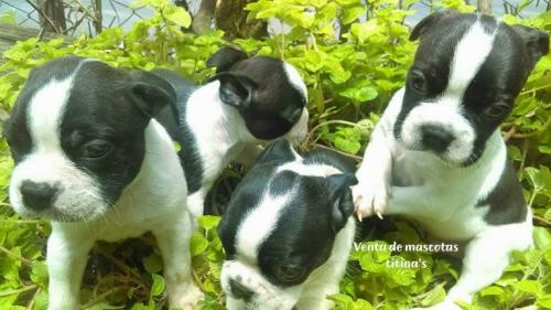 A la venta preciosos cachorros Boston terrier - Imagen 1