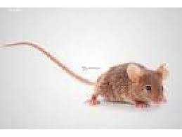 vendo ratones pinkybien cuidados tel7304305 - Imagen 1