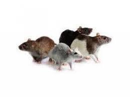vendo ratones pinkybien cuidados tel7304305 - Imagen 3