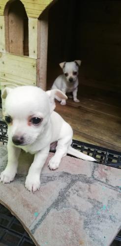  2 cachorros Chihuahua machos nacidos el 30 d - Imagen 1