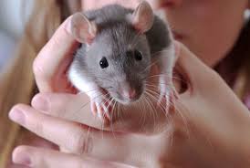 vendo ratones pinky y ratas blancas bien cuid - Imagen 1