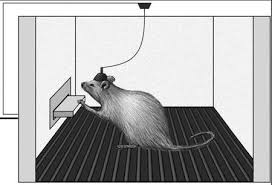 vendo ratones pinky y ratas blancas bien cuid - Imagen 3