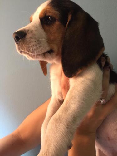 vendo perrito beagle ya vacunado y desparasit - Imagen 1