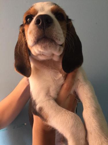 vendo perrito beagle ya vacunado y desparasit - Imagen 3