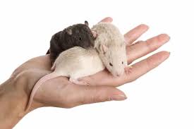 vendo ratas blancas y ratones pinky bien cuid - Imagen 3