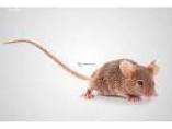 vendo ratas blancas y ratones pinky bien cuid - Imagen 2