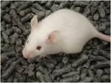 vendo ratones blancos y pinkys tel73043059/7 - Imagen 1