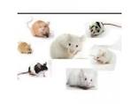vneod ratas blancas y ratones pinky bien cuid - Imagen 1
