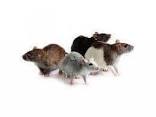 vneod ratas blancas y ratones pinky bien cuid - Imagen 2