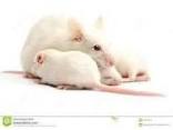 vneod ratas blancas y ratones pinky bien cuid - Imagen 3