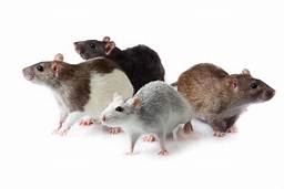 vendo ratas blancas y ratones pinky tel73043 - Imagen 1