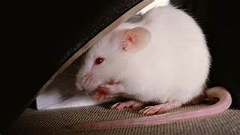 vendo ratas blancas y ratones pinky tel73043 - Imagen 2