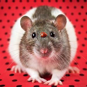 vendo ratas blancas y ratones pinky tel73043 - Imagen 3