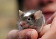 vendo ratas blancas y ratoones  pinky tel730 - Imagen 1