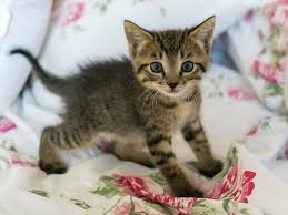 vendo linda gatita y gatito raza american wir - Imagen 1
