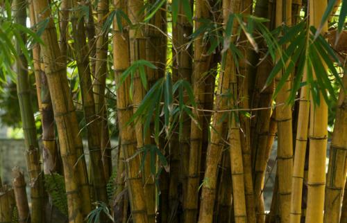 vendo bara de bambu a dolar toda la que quie - Imagen 2