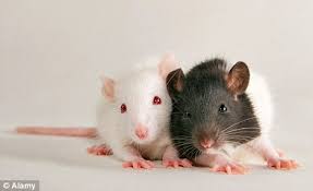 vendo ratas blancas y 1 pinky tel73043059 - Imagen 1