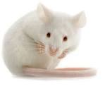 vendo ratas blancas y 1 pinky tel73043059 - Imagen 2