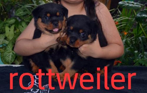 Vendo rottweiler aleman llamar o whtasapp 759 - Imagen 1