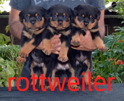 Vendo rottweiler aleman llamar o whtasapp 759 - Imagen 2