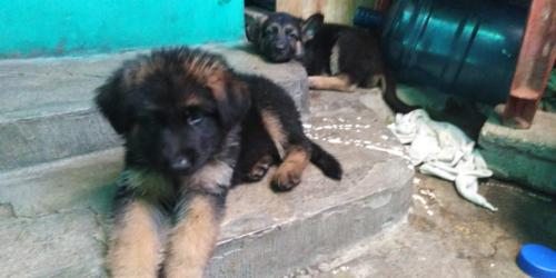 cachorros pastor aleman lindos de 2 meses 19 - Imagen 1
