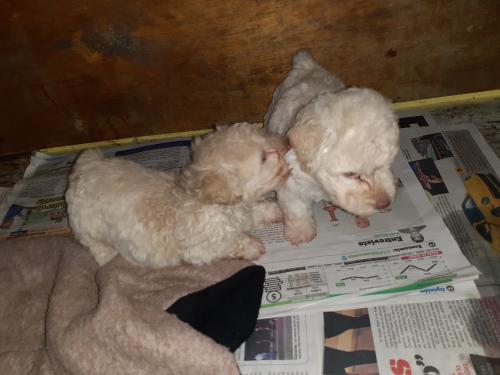 cachorritos frenchs toys 100% puros  albinos - Imagen 2