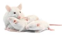 vendo ratas blancas bien cuidadas tel7304305 - Imagen 2
