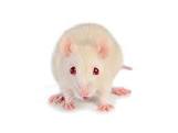 vendo ratas blancas bien cuidadas tel7304305 - Imagen 3