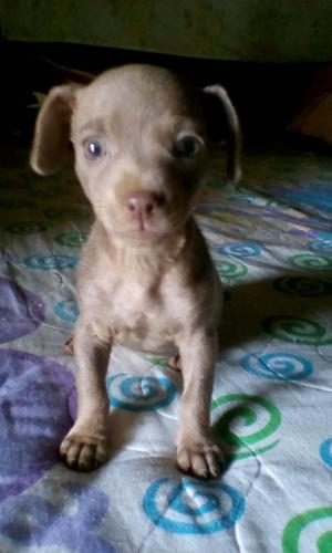 Vendo cachorrita chihuahua info al whatsap  - Imagen 3