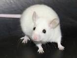 vendo ratas blancas bien cuidadas tel7304305 - Imagen 1