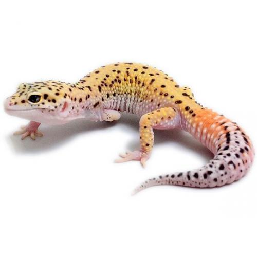 Busco Gecko Leopardo o Gecko Cola Gorda un m - Imagen 3