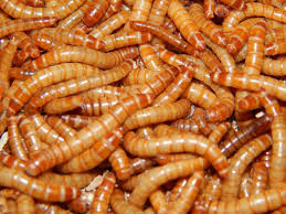 Tenebrios gusanos de harina de trigo alimento - Imagen 1