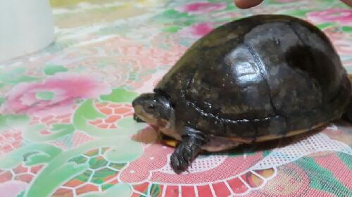 Vendo tortuga mide 19 cms la vendo en 6 por  - Imagen 3