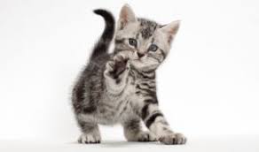 vendo lindo gatito bien cuidado raza american - Imagen 1