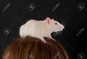 vendo hermosas ratas blancas tel73043059 - Imagen 1