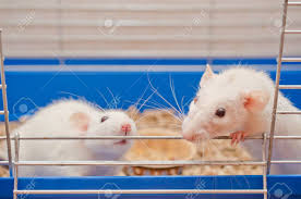 se venden ratas blancashigienicas y bien cui - Imagen 2