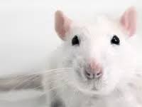se venden ratas blancashigienicas y bien cui - Imagen 3