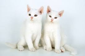 vendo dos lindos gatitos uno color blanco con - Imagen 2
