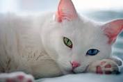 vend0 dos lindos gatitos una hembrita raza an - Imagen 3