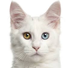 vendo dos lindos gatitos razas american wire  - Imagen 1