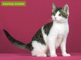 vendo dos lindos gatitos razas american wire  - Imagen 2