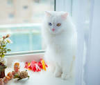 dos lindos gatitos hermososse venden america - Imagen 1