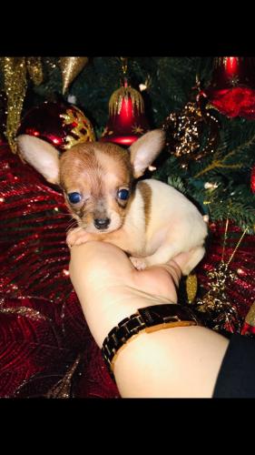 Chihuahuas mini toy de bolsiyo 2 meses ya vac - Imagen 3