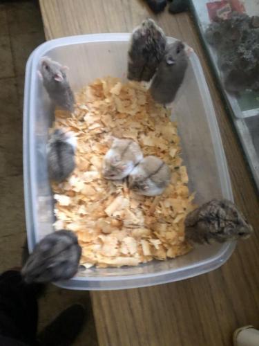 Vendo preciosos hamsters a 5 cada uno whatsa - Imagen 1