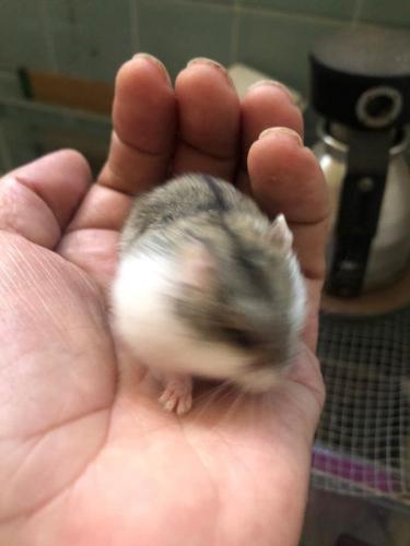 Vendo preciosos hamsters a 5 cada uno whatsa - Imagen 3