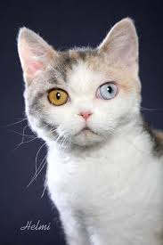 vendo gatito color blanco con parches grease  - Imagen 3