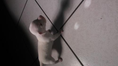 Bendiciones Vendo el ultimo Chihuahua albino  - Imagen 2